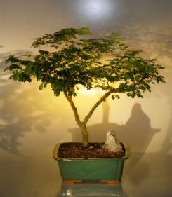 Flowering Brazilian Raintree Bonsai Tree <br><i>(pithecellobium tortum)</i>