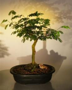 Flowering Brazilian Raintree Bonsai Tree <br><i>(pithecellobium tortum)</i>