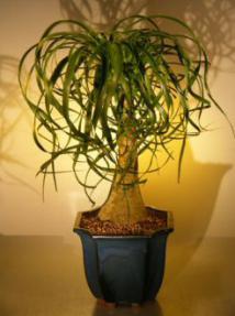 Pony Tail Palm Bonsai Tree <br><i>(beaucamea recurvata)</i>