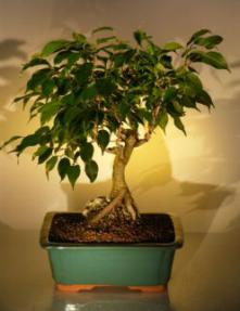 Root Over Rock Ficus Bonsai Tree<br><i>(ficus philippinensis)</i>