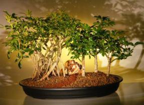 Hawaiian Umbrella Bonsai Tree - Banyan Style<br>Forest Group<br>(<i>arboricola schefflera</i>)