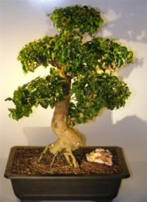 Flowering Ligustrum Bonsai Tree<br><i>(ligustrum lucidum)</i>