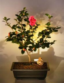 Flowering Camellia  Bonsai Tree <br><i>(camellia sasanqua 'yuletide')</i>