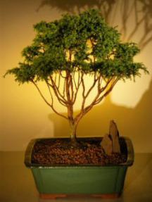 Blue Moss Cypress Bonsai Tree <br><i>(chamecyparis glauca minima)</i>