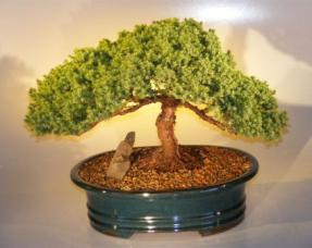 Juniper Bonsai Tree<br>(juniper procumbens 'nana')