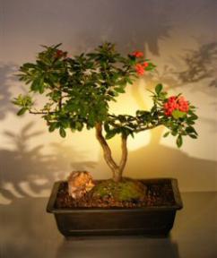 Flowering Pyracantha  Bonsai Tree <br><i>(pyracantha 'mohave')</i>