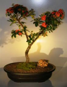 Flowering Pyracantha  Bonsai Tree <br><i>(pyracantha 'mohave')</i>