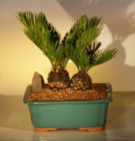 Sago Palm Bonsai Tree<br>Double Planting<br><i>(cycas revoluta)</i>