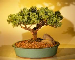 Juniper Bonsai Tree<br><i>(juniper procumbens nana)</i>