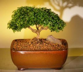 Japanese Kingsville Boxwood Bonsai Tree<br><i>(buxus microphylla compacta)</i>