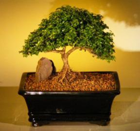 Japanese Kingsville Boxwood Bonsai Tree<br><i>(buxus microphylla compacta)</i>