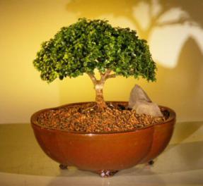 Japanese Kingsville Boxwood Bonsai Tree<br><i>(buxus microphylla compacta)</i>