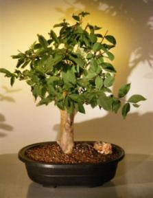 Crape Myrtle Bonsai Tree<br><i>(Iagerstroemia Indica 'chickasaw')</i>