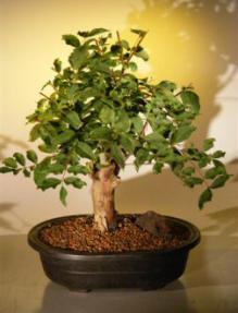 Crape Myrtle Bonsai Tree<br><i>(Iagerstroemia Indica 'chickasaw')</i>