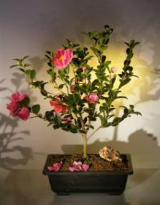 Flowering Camellia Bonsai Tree<br><i>(camellia sasanqua 'yuletide')