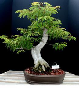 Princess Earrings Bonsai Tree<br><i>(mimosa cinerea)</i>