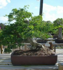 Flowering Brazilian Raintree Bonsai Tree <br><i>(pithecellobium tortum)</i>