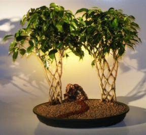 Ficus Trellis Bonsai Tree - Double Tree Planting<br><i>(ficus benjamina 'midnight')</i>