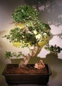 Flowering Fukien Tea Bonsai Tree <br><i>(ehretia microphylla)</i>