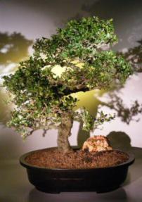 Flowering Fukien Tea Bonsai Tree <br><i>(ehretia microphylla)</i>