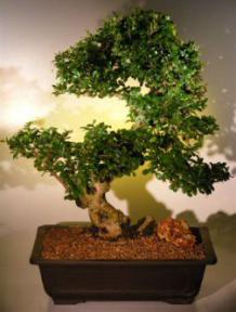 Flowering Fukien Tea Bonsai Tree <br><i>(ehretia microphylla)</i>