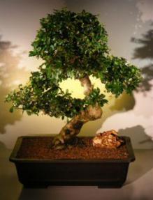 Flowering Ligustrum Bonsai Tree<br><i>(ligustrum lucidum)</i>