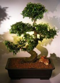 Flowering Ligustrum Bonsai Tree<br><i>(ligustrum lucidum)</i>