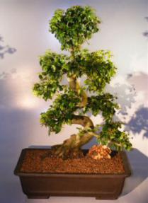 Flowering Ligustrum Bonsai Tree<br><i>(ligustrum lucidum)</i>