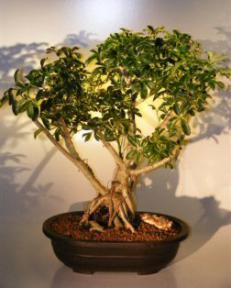 Hawaiian Umbrella Bonsai Tree<br> Banyan Root Style<br>(<i>arboricola schefflera</i>)