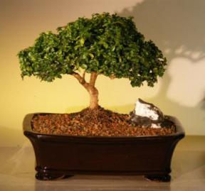 Japanese Kingsville Boxwood Bonsai Tree<br><i>(buxus microphylla compacta)</i>