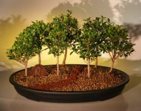 Flowering Brush Cherry Bonsai Tree <br>Seven (7) Tree Forest Group <br><i>(eugenia myrtifolia)</i>