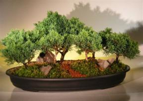 Shimpaku Juniper Bonsai Tree<br>Seven (7) Tree Forest Group<br><i>(juniperus chinensis)</i>