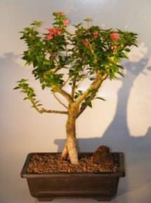 Flowering Bougainvillea<br><i>(pink pixie)</i>