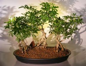 Hawaiian Umbrella Bonsai Tree <br>Banyan Style - Three (3) Tree Group<br>(<i>arboricola schefflera</i>)