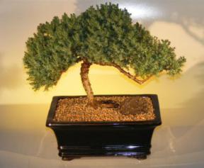 Juniper Bonsai Tree<br><i>(juniper procumbens nana)</i>