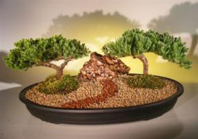 Juniper Bonsai Tree - Double Planting<br>(juniper procumbens 'nana'