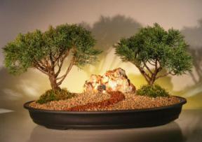 Shimpaku Juniper Bonsai Tree<br>Two (2) Tree Planting<br><i>(juniperus chinensis)</i>