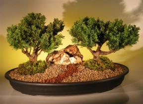 Shimpaku Juniper Bonsai Tree<br>Two (2) Tree Planting<br><i>(juniperus chinensis)</i>