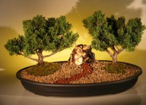 Shimpaku Juniper Bonsai Tree<br>Two (2) Tree Planting<br><i>(juniperus chinensis)</i>