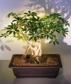 Hawaiian Umbrella Bonsai Tree <br> Banyan Style<br>(<i>arboricola schefflera</i>)