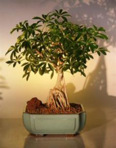 Hawaiian Umbrella Bonsai Tree <br> Banyan Style<br>(<i>arboricola schefflera</i>)