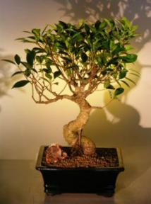 Ficus Retusa Bonsai Tree<br><i>(ficus retusa)</i>