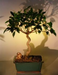 Oriental Ficus Bonsai Tree (Coiled Trunk)<br><i>(benjamina 'orientalis')</i>