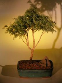 Blue Moss Cypress Bonsai Tree <br><i>(chamecyparis glauca minima)</i>