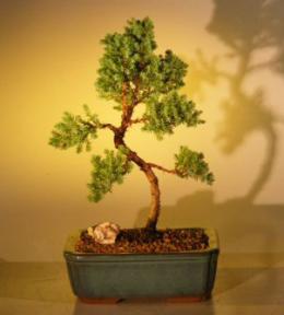 Juniper Bonsai Tree - Trained<br><i>(juniper procumbens nana)</i>