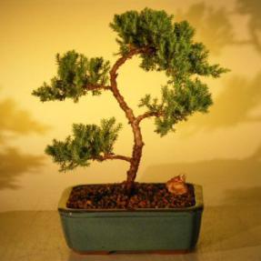 Juniper Bonsai Tree - Trained<br><i>(juniper procumbens nana)</i>