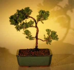 Juniper Bonsai Tree - Trained<br><i>(juniper procumbens nana)</i>