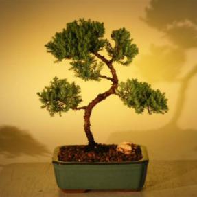 Juniper Bonsai Tree - Trained<br><i>(juniper procumbens nana)</i>