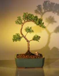 Juniper Bonsai Tree - Trained<br><i>(juniper procumbens nana)</i>