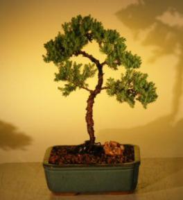 Juniper Bonsai Tree - Trained<br><i>(juniper procumbens nana)</i>